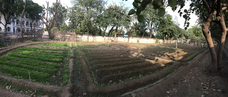 first winter plantation   mostly Brassica varieties 1200